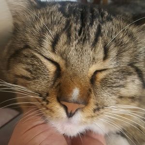 Meet your Posher, Torres